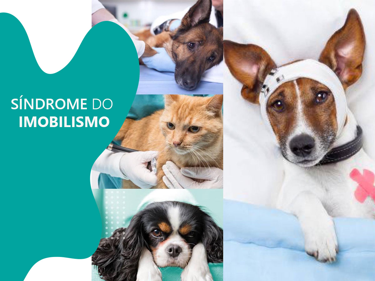 Animatera Medicina Veterinaria Integrativa Síndrome do imobilismo