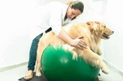 animatera medicina veterinaria fisiatria